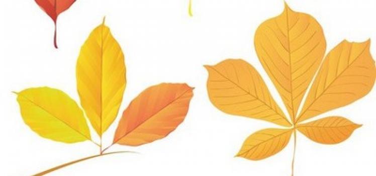 Онлайн гадание Берендеев: узнай свою судьбу по падающим листьям деревьев